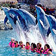 Swim With Dolphins