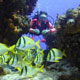 Xcalak Scuba Diving
