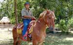 Costa Maya Horseback Riding