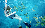 Snorkeling Tour Cozumel