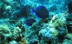Mayan Riviera Snorkeling