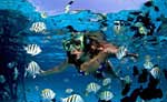 Cozumel Snorkeling