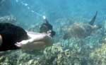 Cozumel Snorkeling