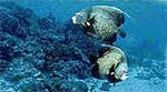 Cozumel Snorkeling Tour