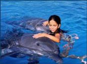 Swim With Dolphins - Interactive Aquarium