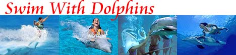 Swim With Dolphins Riviera Maya!