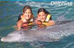 Cancun Dolphins