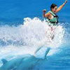 Royal Dolphin Swim