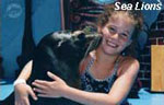 Cancun Sea Lions