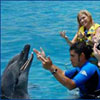 Half-Day Dolphin Trainer