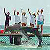 Dolphin Trainer