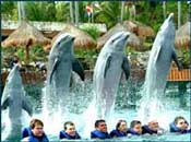 Xcaret Dolphins