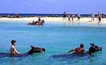 Horseback Riding Tour