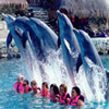 Swim With Dolphins at Xcaret