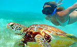 Cozumel Sea Turtle Snorkeling Tour