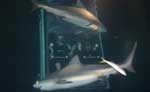 Feed a Shark