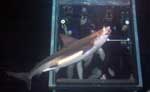 Swim With Sharks Cancun
