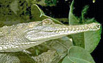 Crocodile at Sian Kaan
