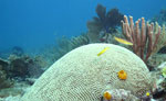 Cancun Snorkeling