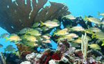 Cancun Snorkeling