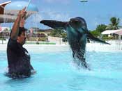 Sea Lion Swim Cancun