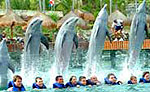 Dolphin Swimming at Xel Ha