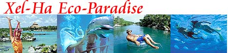 Xel Ha Swim With Dolphins!