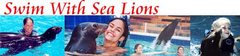 Sea Lion Swims