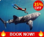 Whale Shark Adventure