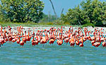 Isla Holbox Flamingos