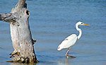 Tour Isla Holbox from Cancun