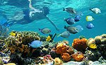 Snorkeling in Riviera Maya Mexico