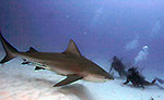 Bull Shark Diving in Playa del Carmen