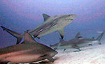 Playa del Carmen Bull Shark Dive