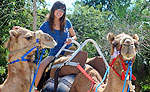 Camel Riding Playa del Carmen