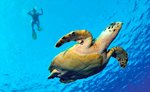 Playa del Carmen Snorkeling