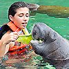 Cozumel Manatee Encounter