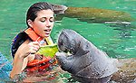 Manatee Encounter Cozumel