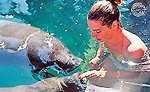 Cozumel Manatee Swim