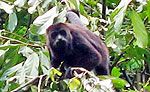 Punta Laguna Monkey Sanctuary