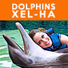 Dolphin Swim and Xel-Ha Park