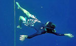 Costa Maya Freedive Snorkeling
