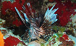 Costa Maya Lionfish Excursion