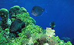 Private Scuba Diving Costa Maya