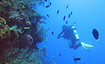 Costa Maya Scuba Diving