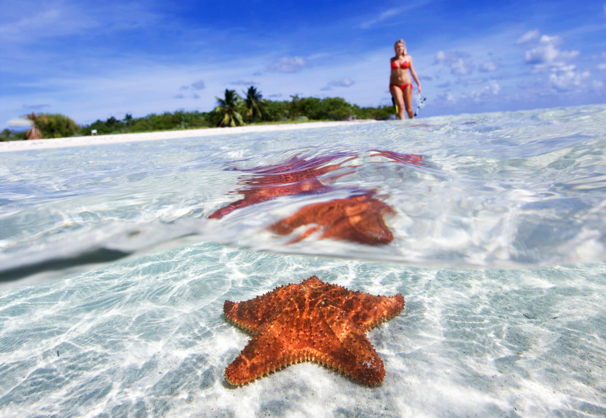 Cozumel Starfish