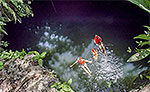 Jade Caverns Cenote Cozumel