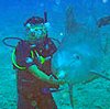 Dolphin Dive Cozumel