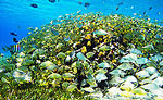 Cozumel Snorkeling