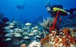 Riviera Maya Scuba Diving